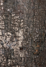 Bark Wood